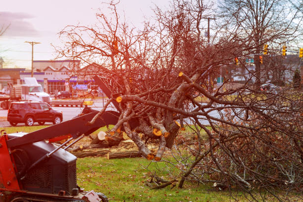 How Our Tree Care Process Works  in  Fairmount, IN